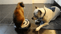 latin Dødelig Til fods Cat-on-roomba GIFs - Get the best GIF on GIPHY