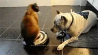 cat roomba GIF