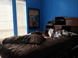 odewilliesfunkybunch animation bed stop motion cleaning GIF