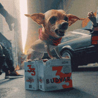 Chihuahua Angry Gifs Get The Best Gif On Giphy Chihuahua Angry Gifs Get The Best Gif On Giphy
