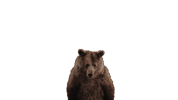 Winter Olympics Bear Sticker by PetroCanada