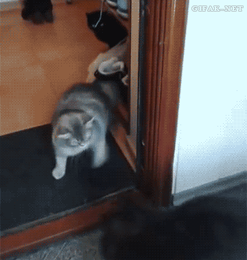 https://media0.giphy.com/media/TMb6QsqD9Y6eQ/giphy.gif