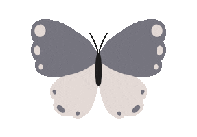 Butterfly Sticker