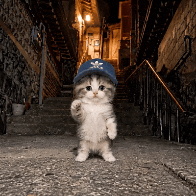 Dance Cat GIF