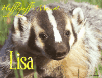 Best Badger Gifs Primo Gif Latest Animated Gifs