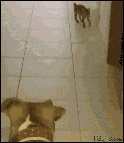 giphy.gif