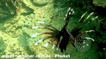 Ocean Fish GIF by world-weather.ru