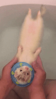 Bath Ferret GIF