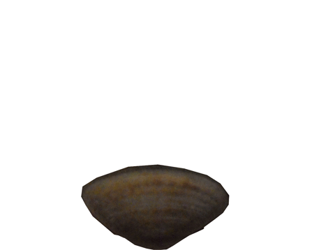 Gif moule marine