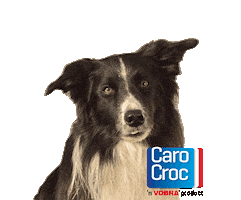 CaroCroc Sticker