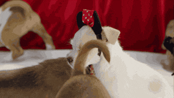 adopt don't shop mickey mouse GIF by Disney