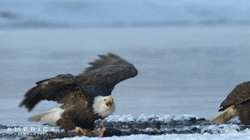 Fight Fall GIF by Nat Geo Wild