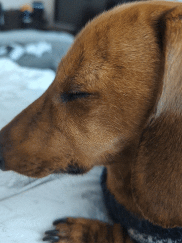 Sleepy Sausage Dog GIF