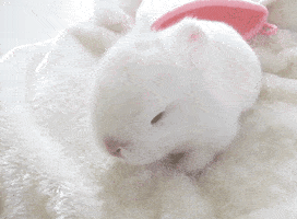 Bunny GIFs - Find & Share on GIPHY