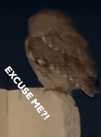 Excuse Me What GIF