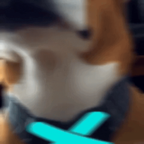Shiba Inu Dog GIF by MultiversX