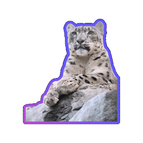 Snow Leopard Conservancy Sticker