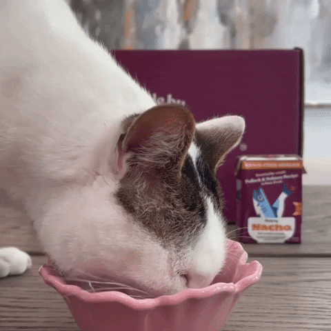 Cats Catfood GIF by Made by Nacho