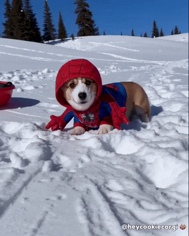 Puppy Corgi GIF