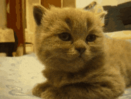 200.gif?cid=f0bdee70o4wf3s8cfxbdkkwgr524cou2rwavgb93n9b24wlb&rid=200.gif&ct=g