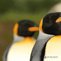Penguin Yes GIF by PONANT