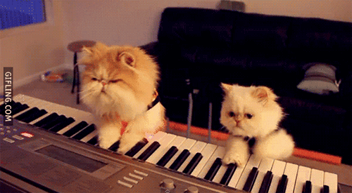 piano playing cats GIF