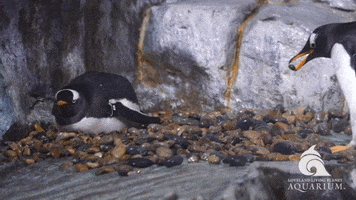Gentoo Penguin Valentines GIF by Living Planet Aquarium