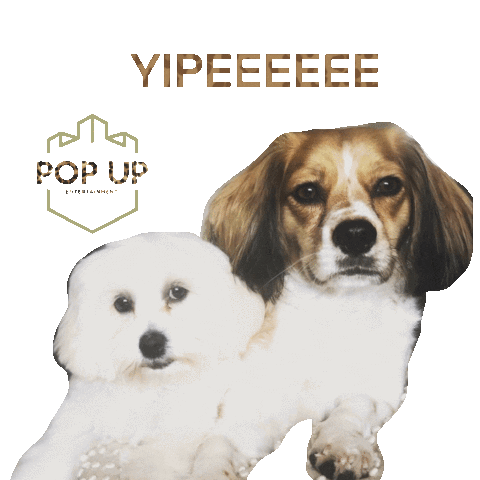 Pop up entertainment Sticker