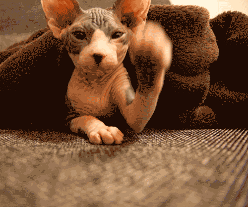 Sphynx GIFs - Get the best GIF on GIPHY