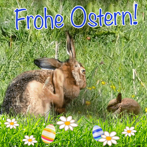 Easter Bunny Spring GIF by SWR Kindernetz