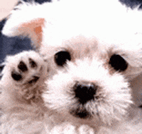 Featured image of post View 28 Sad Dog Gif Animated