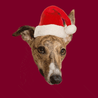 Christmas Lolly The Whippet GIF