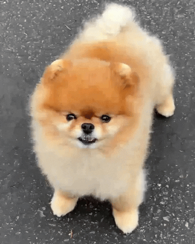 Pomeranian Boo Dog GIF