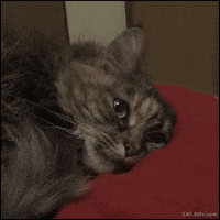 cat depression GIF