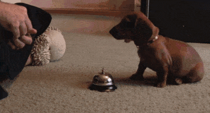 puppy ringing bell