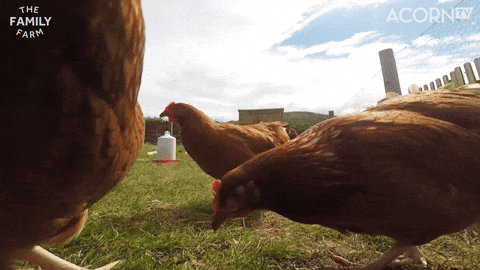 Bbc Lol GIF by Acorn TV - Find & Share on GIPHY