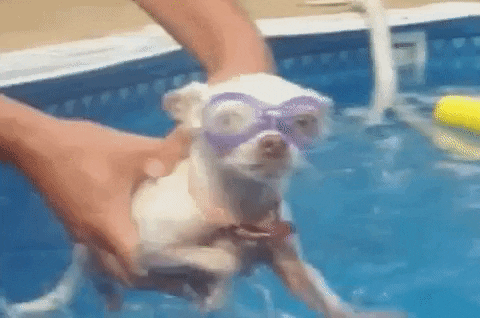 Water Swimming GIF by America's Funniest Home Videos - Find & Share on GIPHY