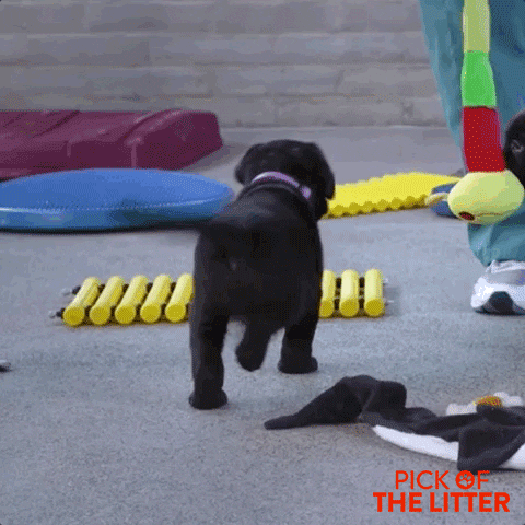 puppy arriving GIF by Signature Entertainment