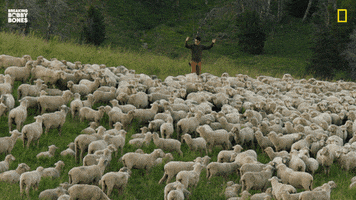 滿滿的大羊毛
