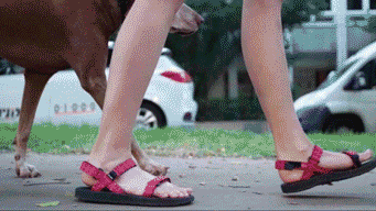 source_outdoor dog dogs walking source GIF