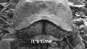Its Time Turtle GIF by BoxMedia