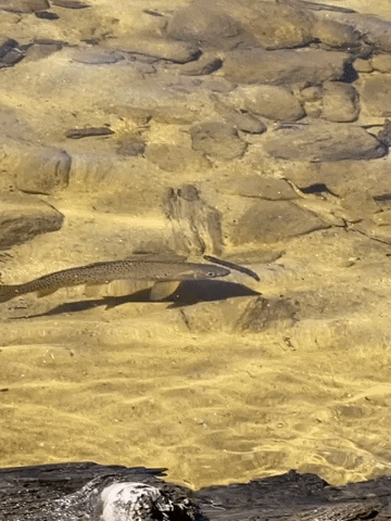 Colorado GIF