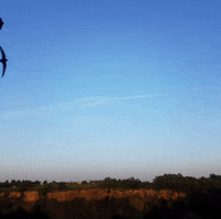 Martinets GIF
