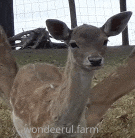 Fawn GIFs - Find & Share on GIPHY