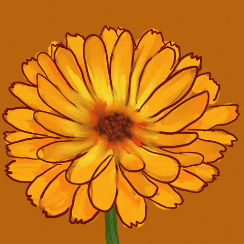 Van Harte Calendula GIF