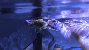 Mystic Aquarium GIF