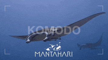 Manta Ray Manta GIF by Mantahari Ocean Care
