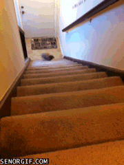hurry up rabbit GIF by Cheezburger