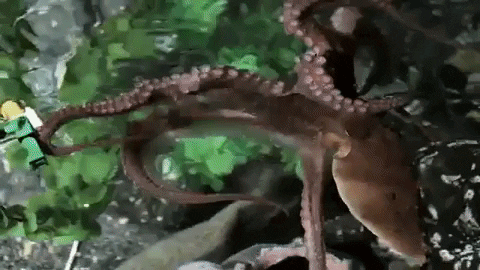 lego octopus