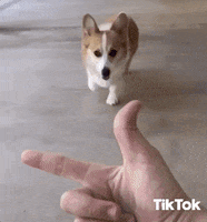 Happy Dog Hello GIF by TikTok Italia
